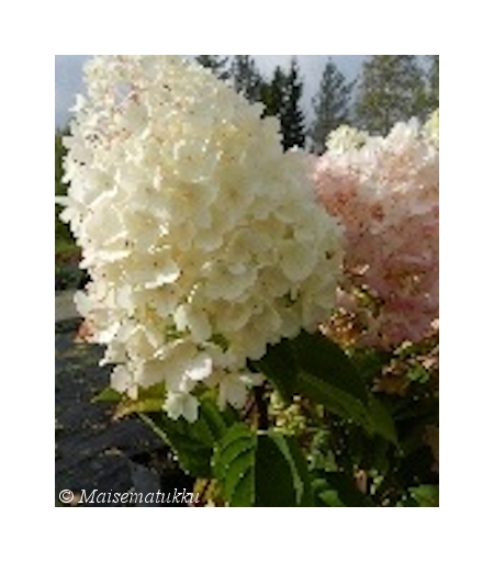 Hydrangea paniculata 'Silver Dollar', japaninhortensia